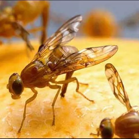 thumbnail for publication: Mexican Fruit Fly, Anastrepha ludens (Loew) (Insecta: Diptera: Tephritidae)